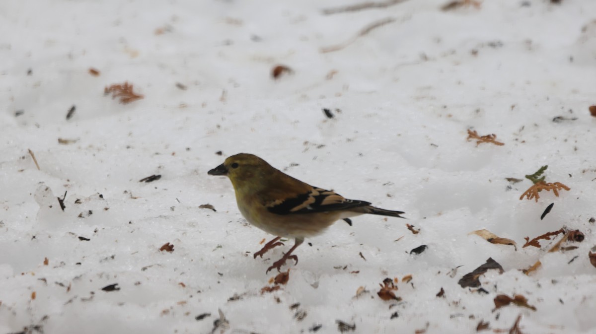 čížek žlutý - ML647095077