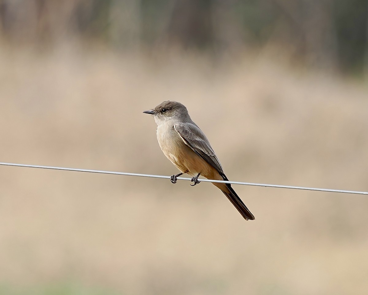 Say's Phoebe - ML647095079