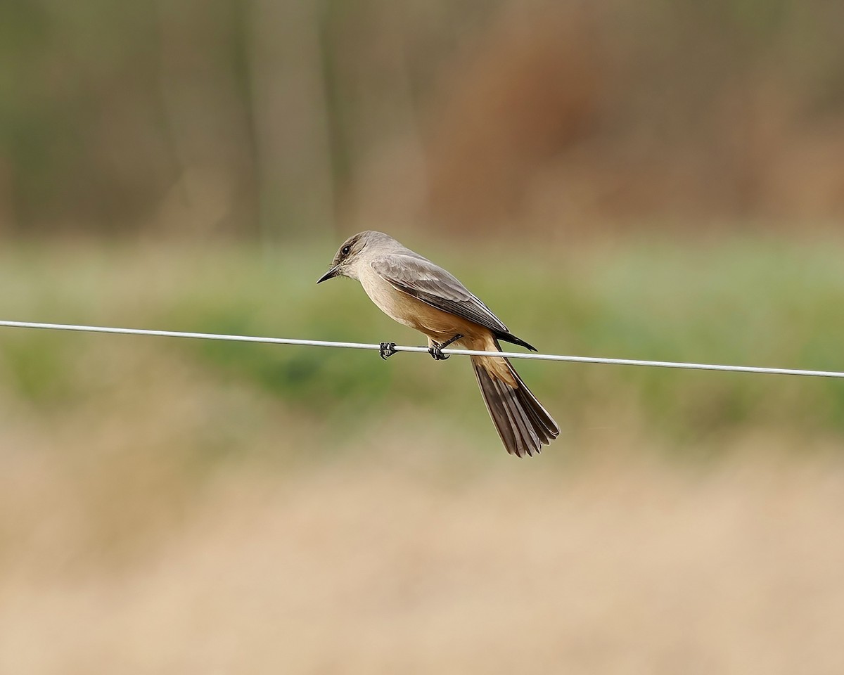 Say's Phoebe - ML647095080