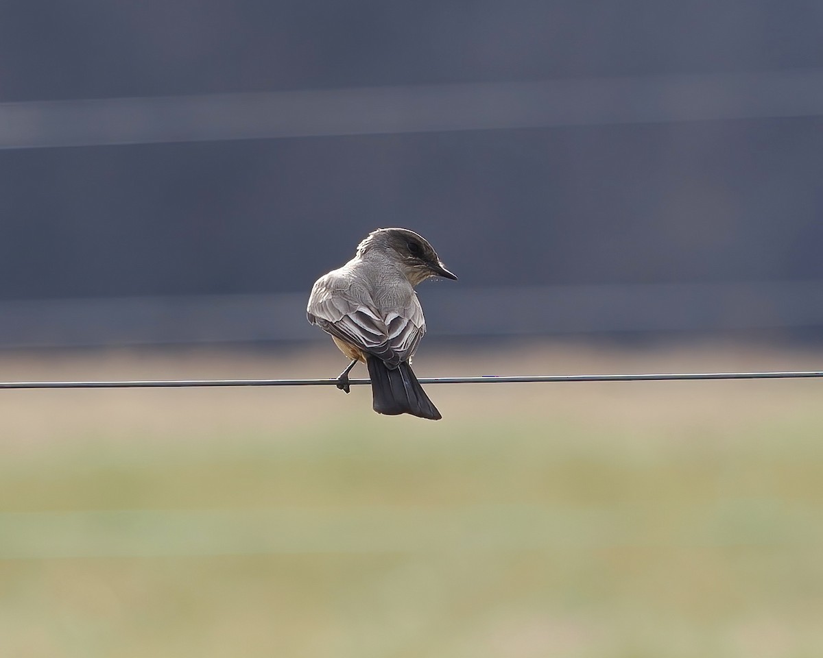 Say's Phoebe - ML647095081
