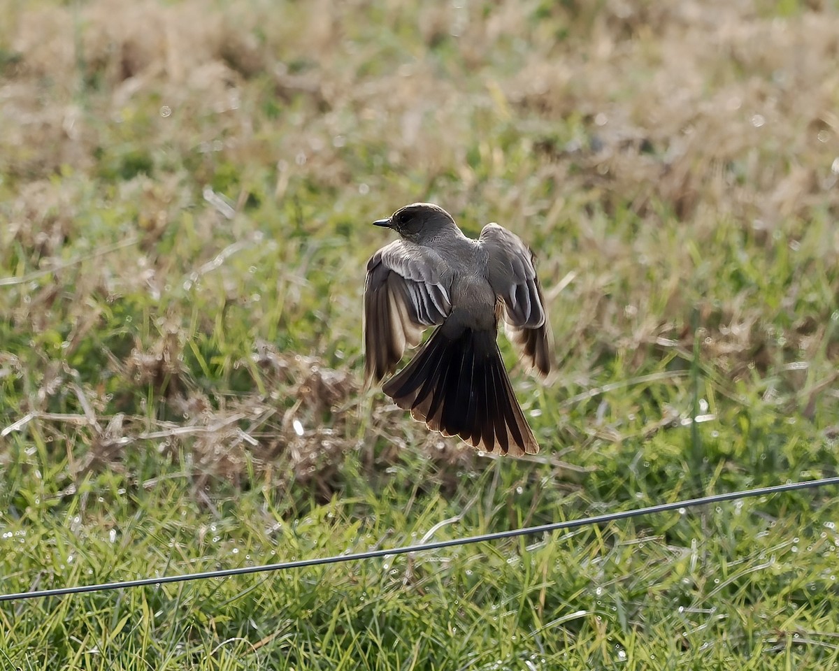 Say's Phoebe - ML647095082