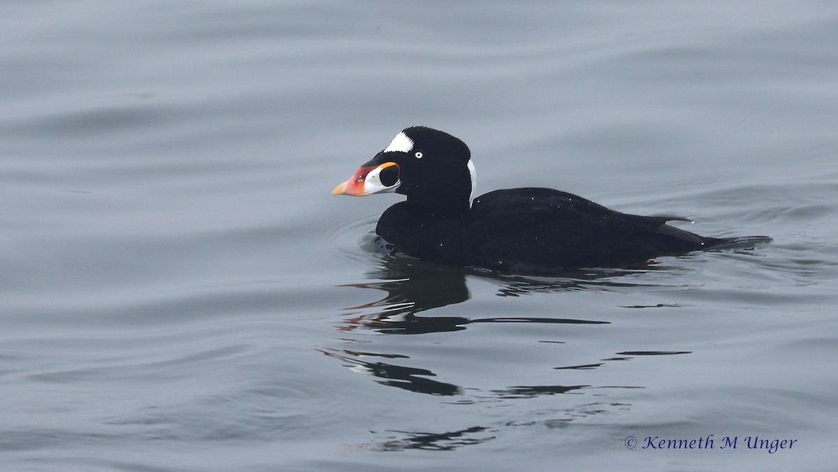 brilleand - ML647095083