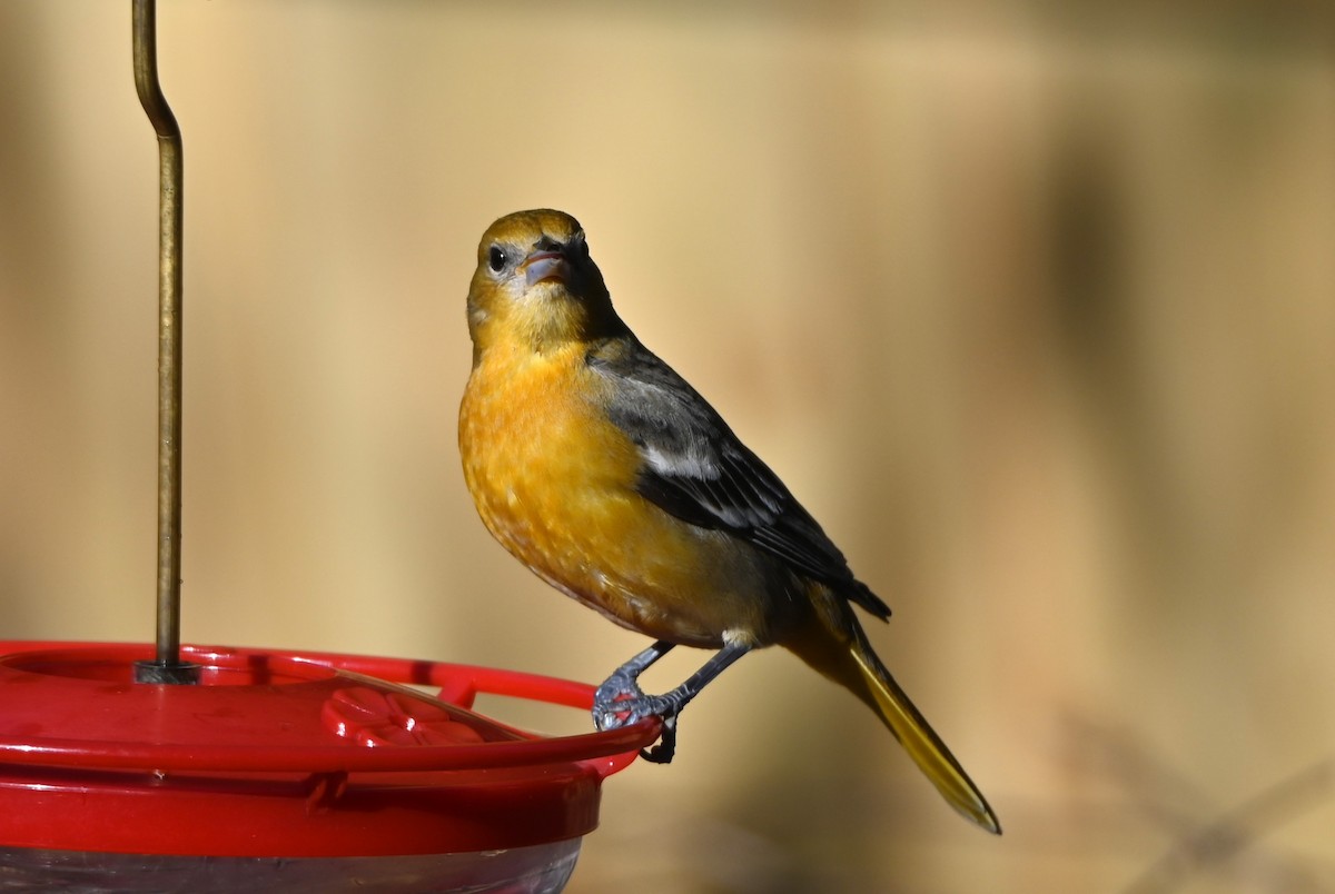 Baltimoretrupial - ML647095084