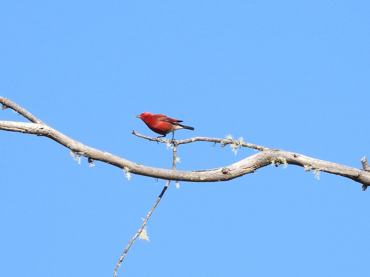 Апапане карміновий - ML647095089