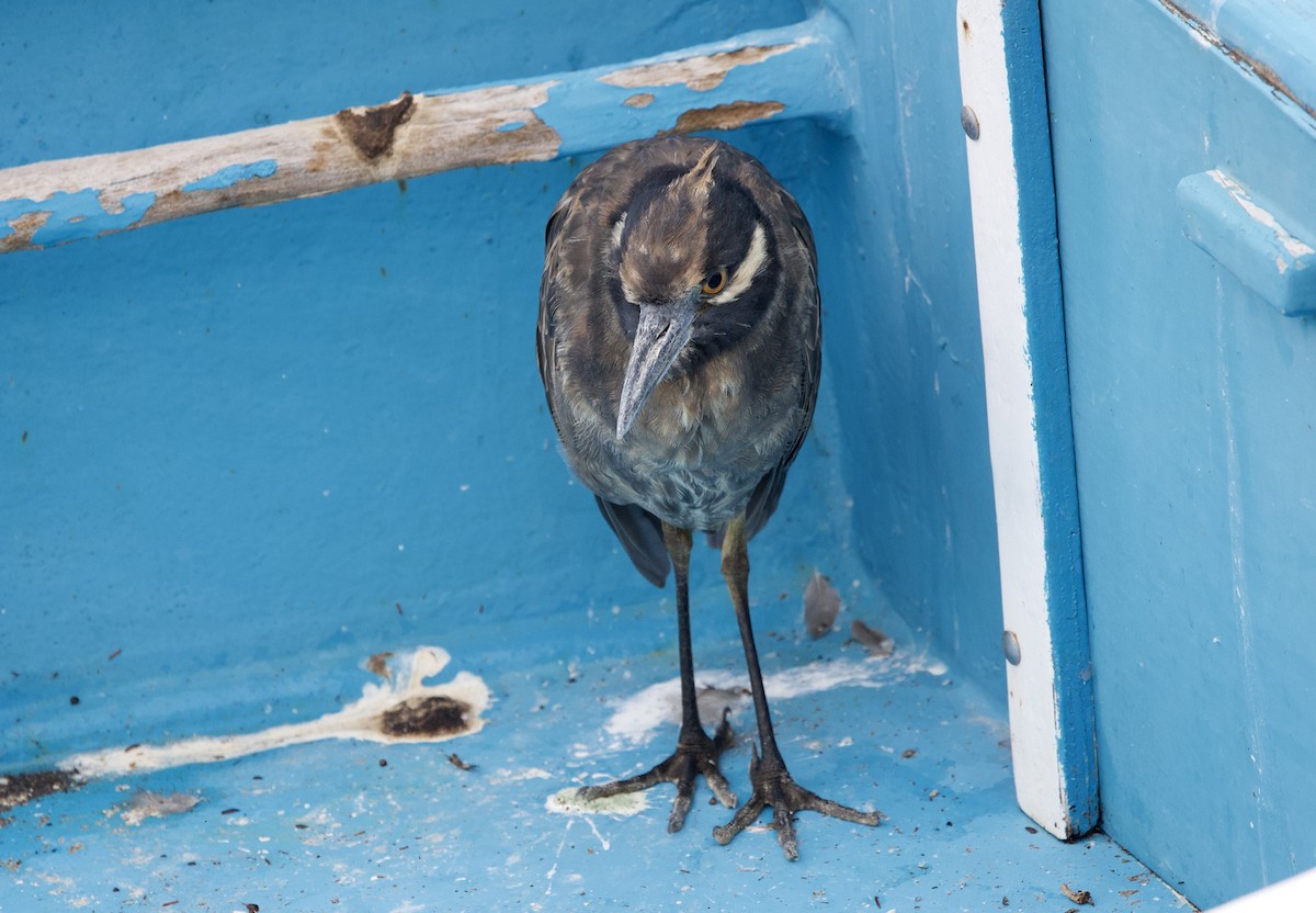 Yellow-crowned Night Heron (Galapagos) - ML647095122