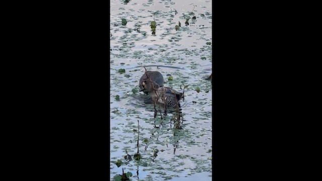 Green-winged Teal - ML647095133