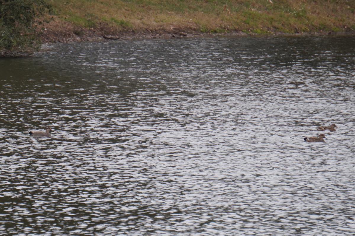 kopřivka obecná - ML647095135