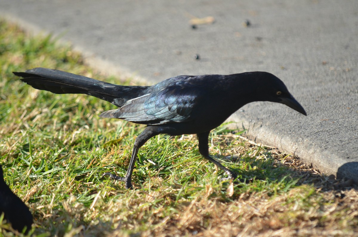 Great-tailed Grackle - ML647095143