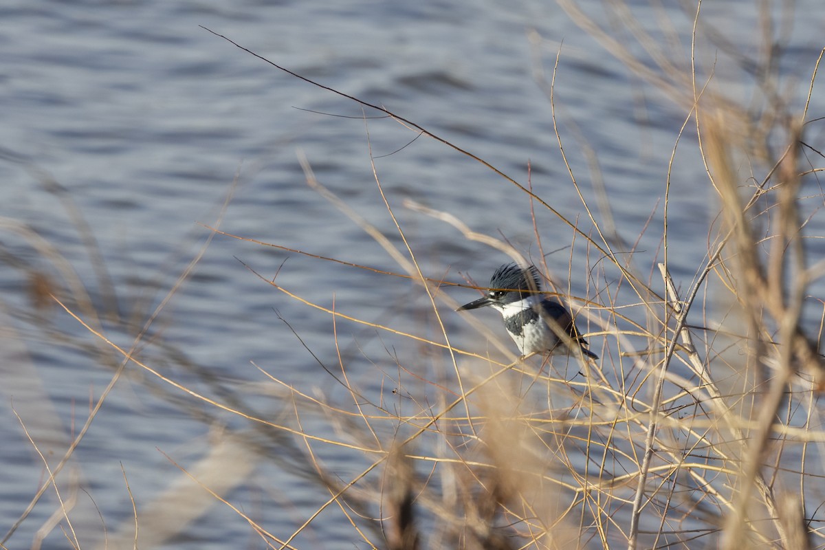 Belted Kingfisher - ML647095148