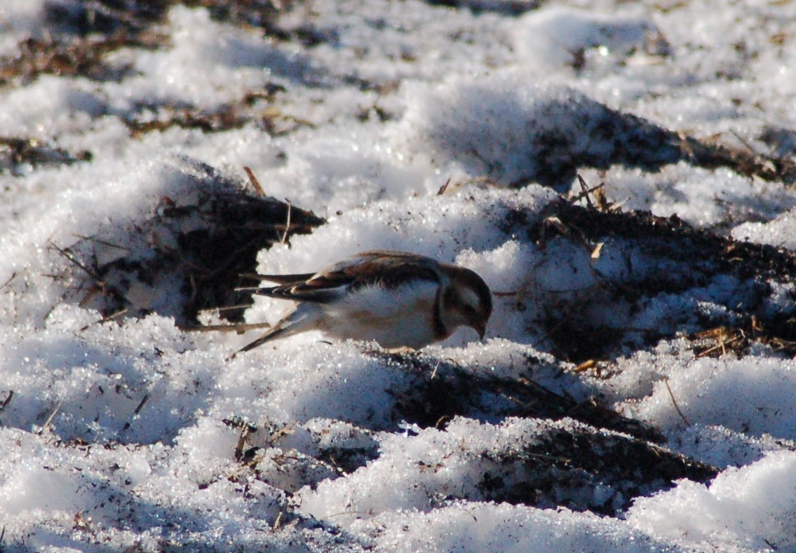 גיבתון שלג - ML647095153
