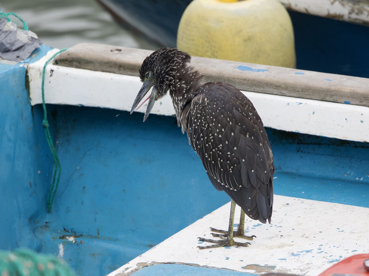 Yellow-crowned Night Heron (Galapagos) - ML647095158