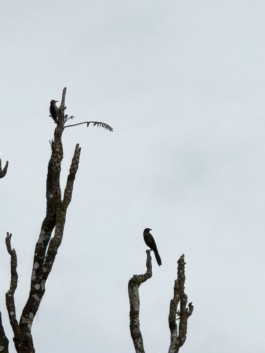 Golden-naped Woodpecker - ML647095162