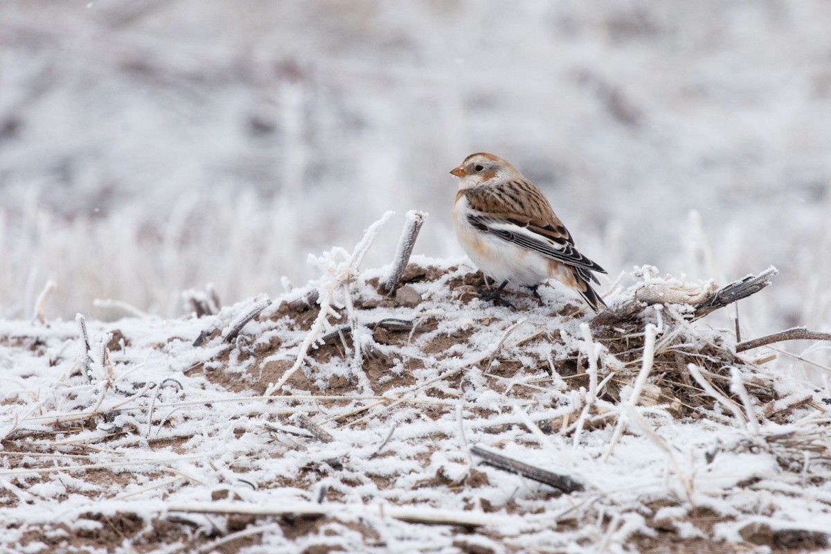 Snow Bunting - ML647095163