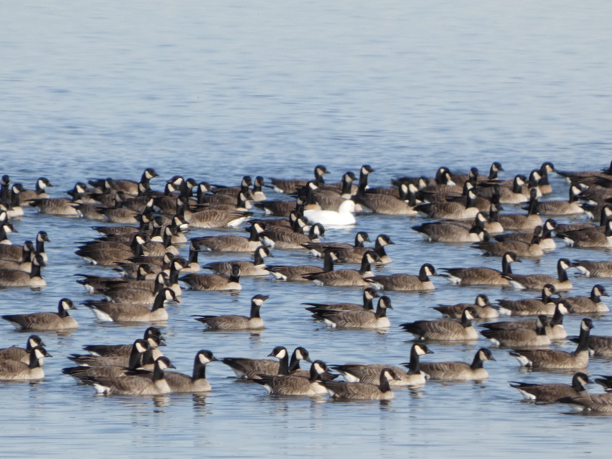 Ross's Goose - ML647095164