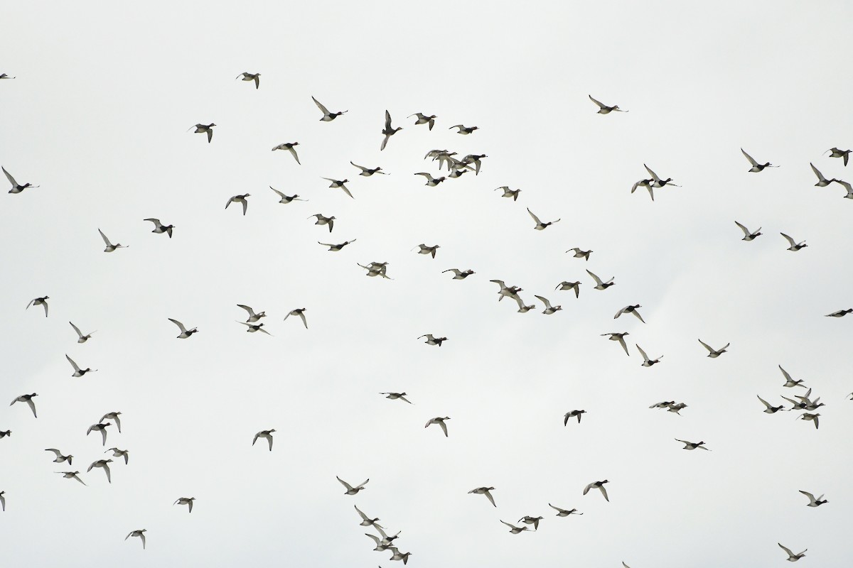 Redhead - ML647095168