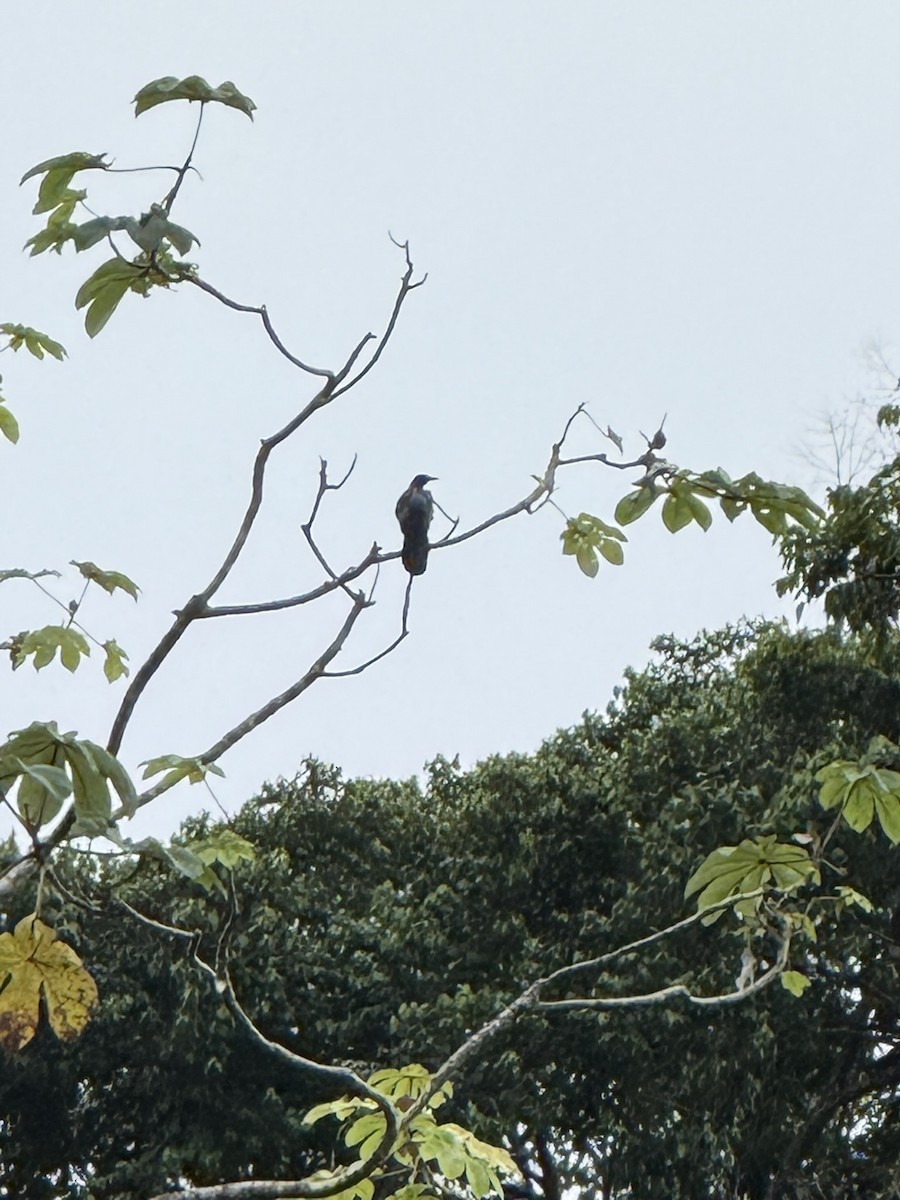 Great-tailed Grackle - ML647095173