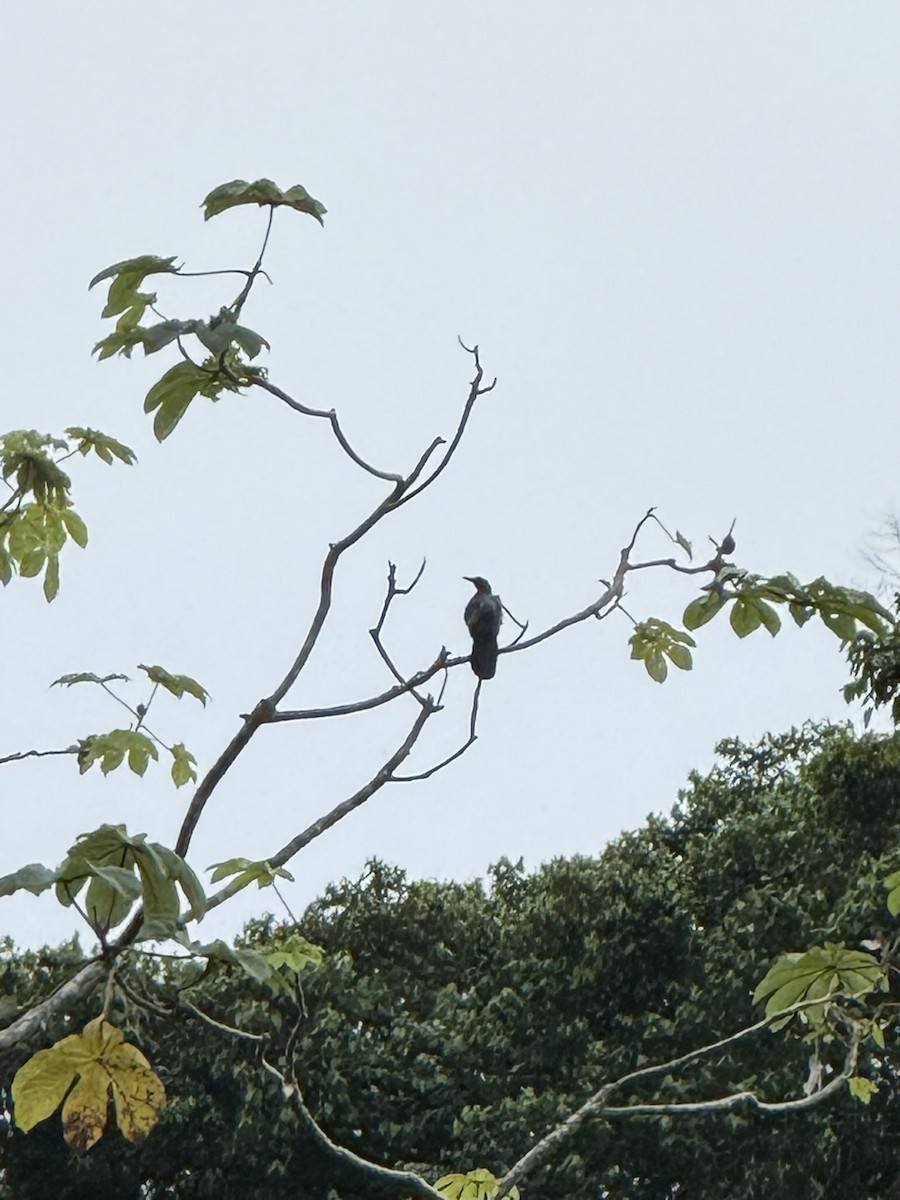 Great-tailed Grackle - ML647095174