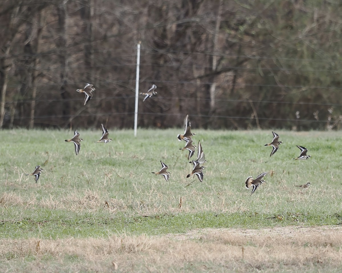 Killdeer - ML647095175