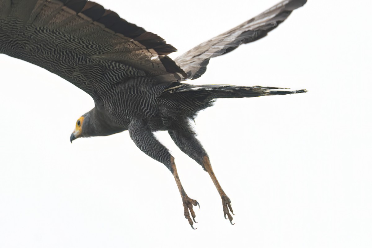 Aguilucho Caricalvo Común - ML647095176