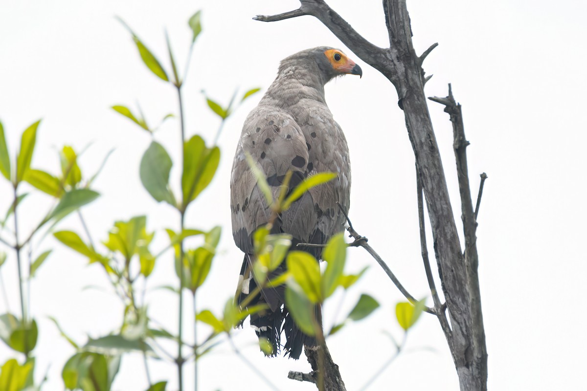 Aguilucho Caricalvo Común - ML647095177