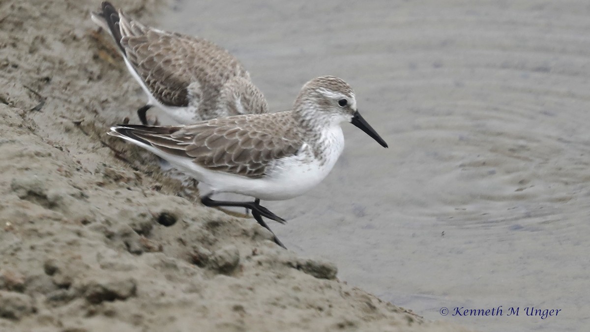 Побережник аляскинський - ML647095178