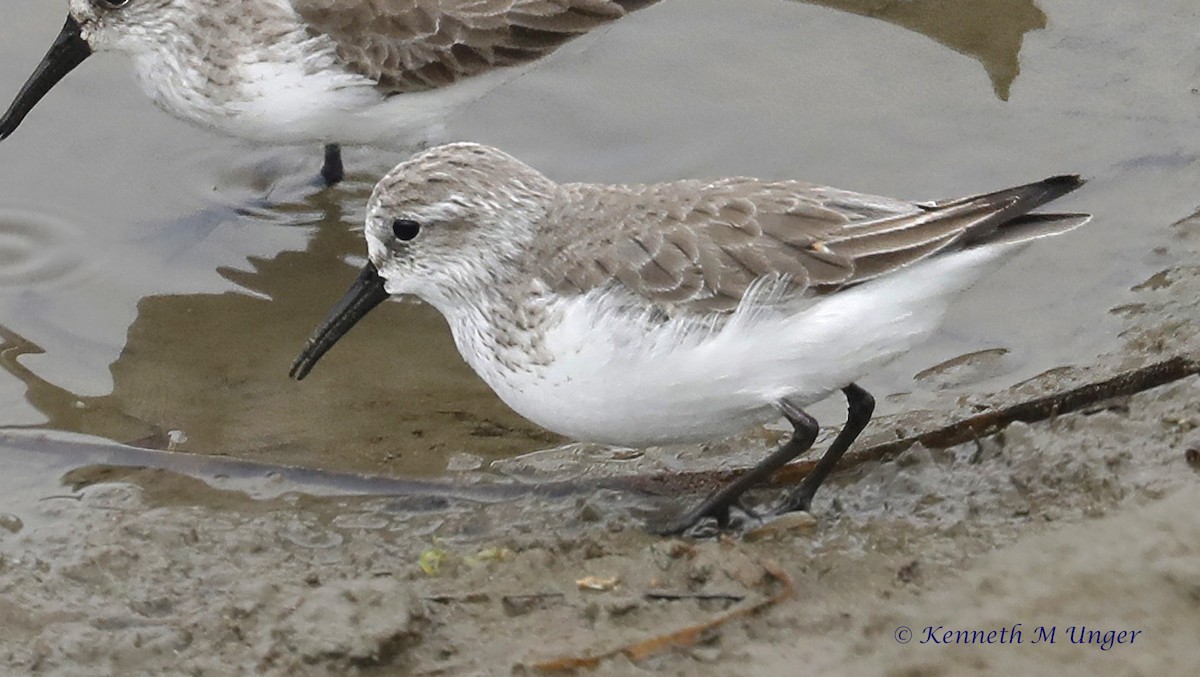 Побережник аляскинський - ML647095179