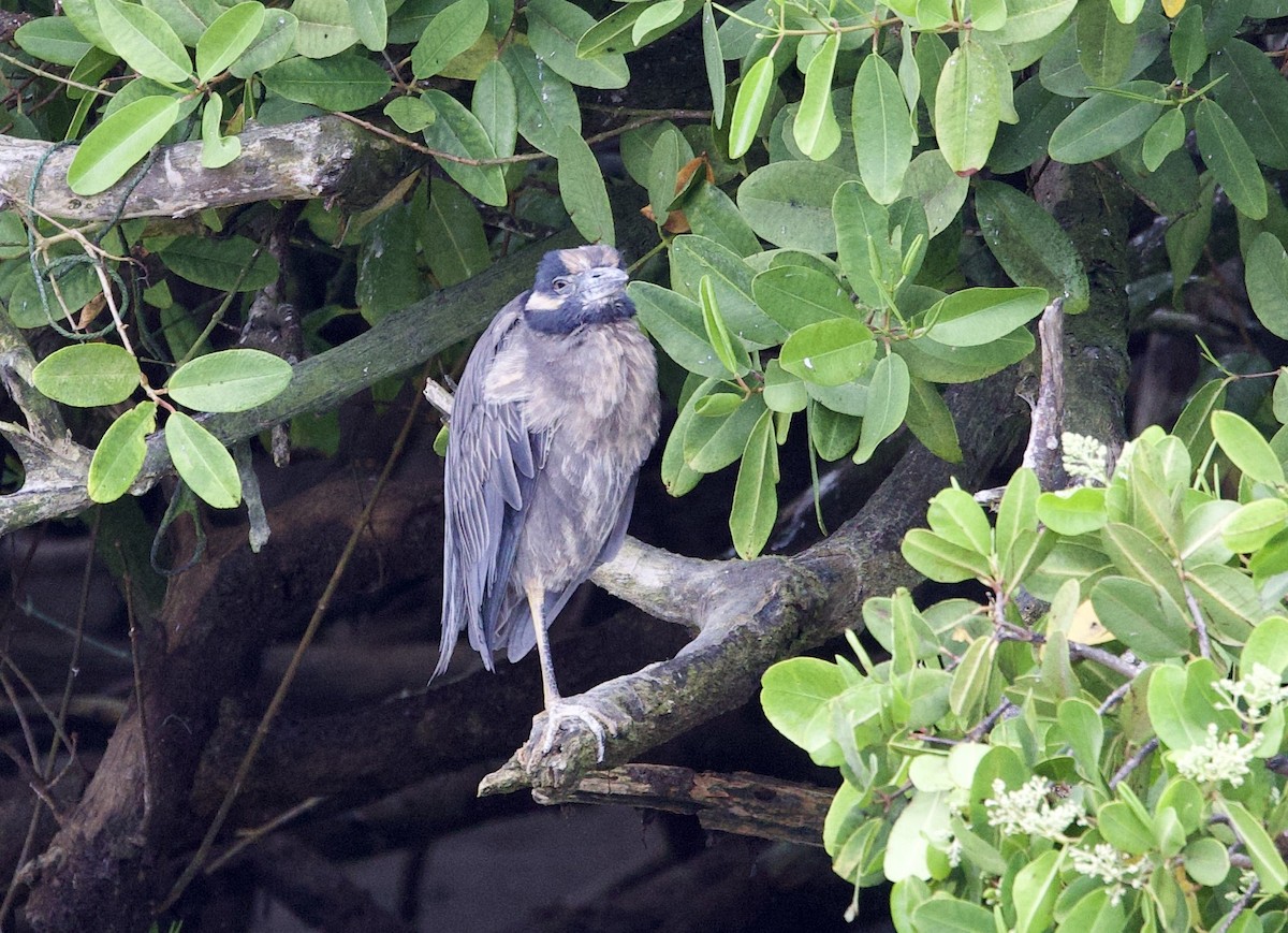 Yellow-crowned Night Heron (Galapagos) - ML647095196