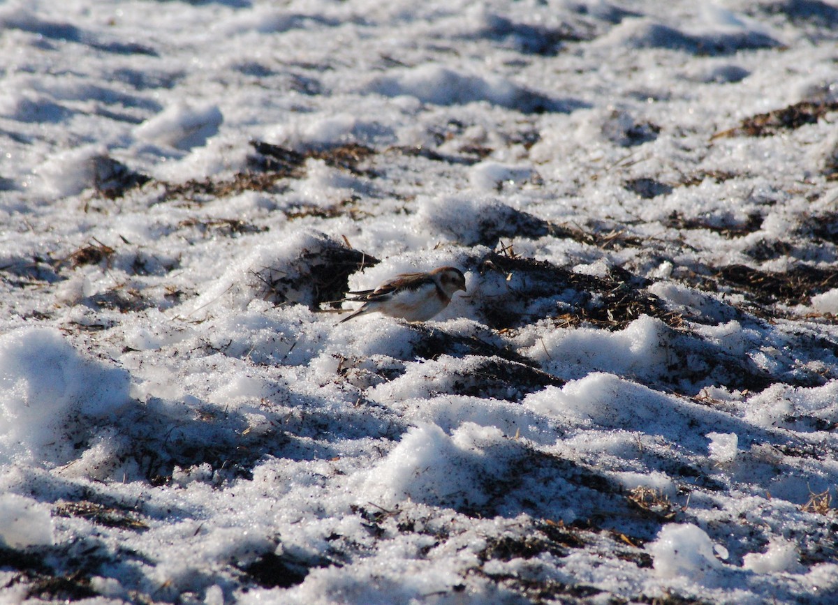 גיבתון שלג - ML647095202