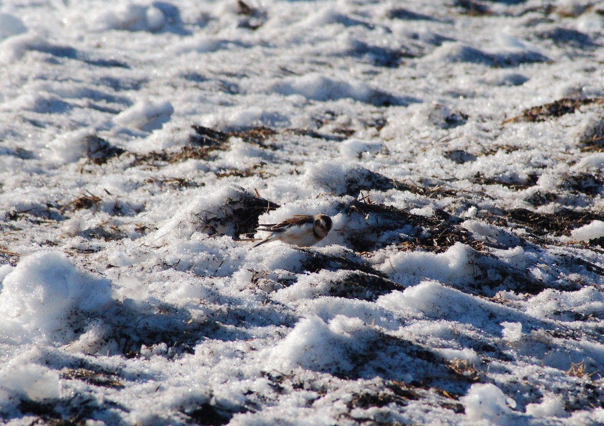 גיבתון שלג - ML647095213