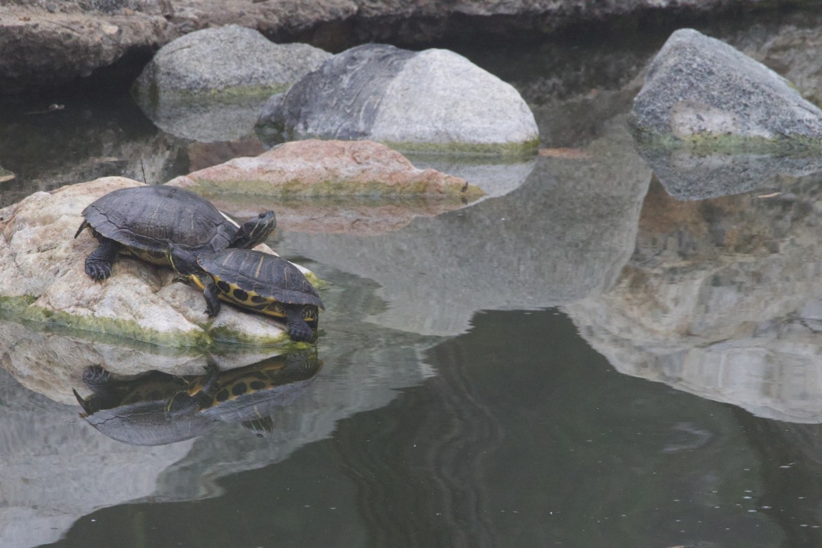 Animals - ML647095216