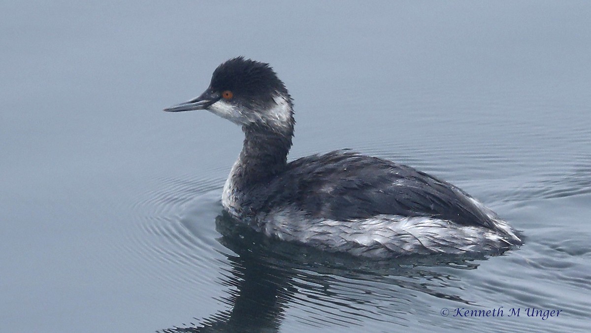 Eared Grebe - ML647095217