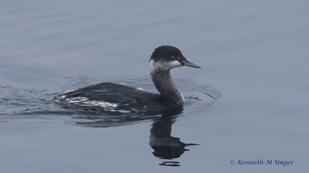 Eared Grebe - ML647095218