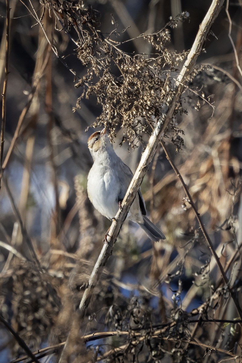 White-crowned Sparrow - ML647095220
