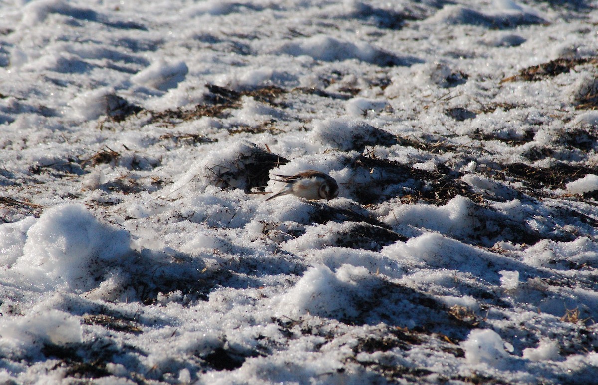גיבתון שלג - ML647095226