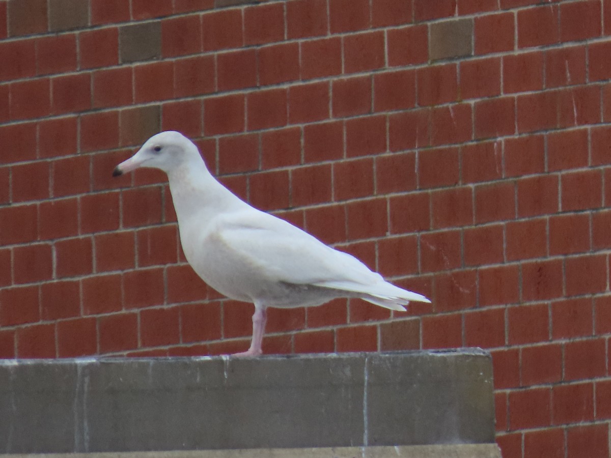 Gavión Hiperbóreo - ML647095232