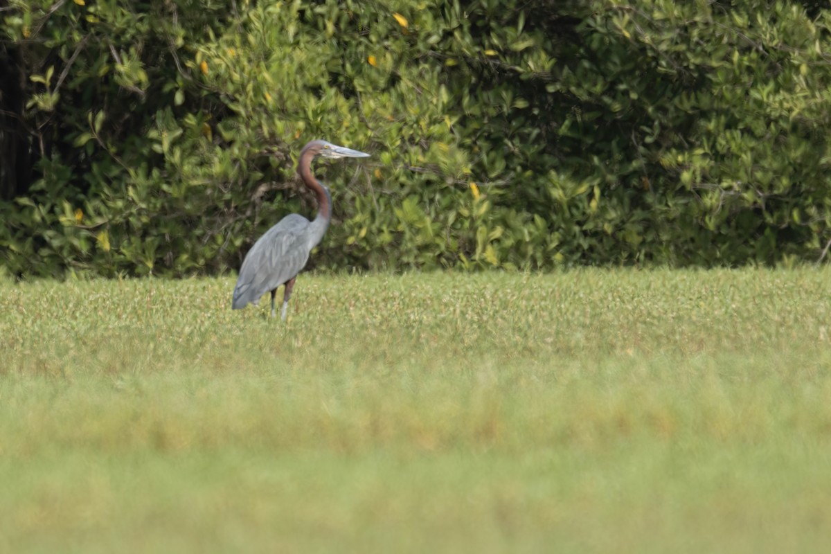 goliathegre - ML647095236