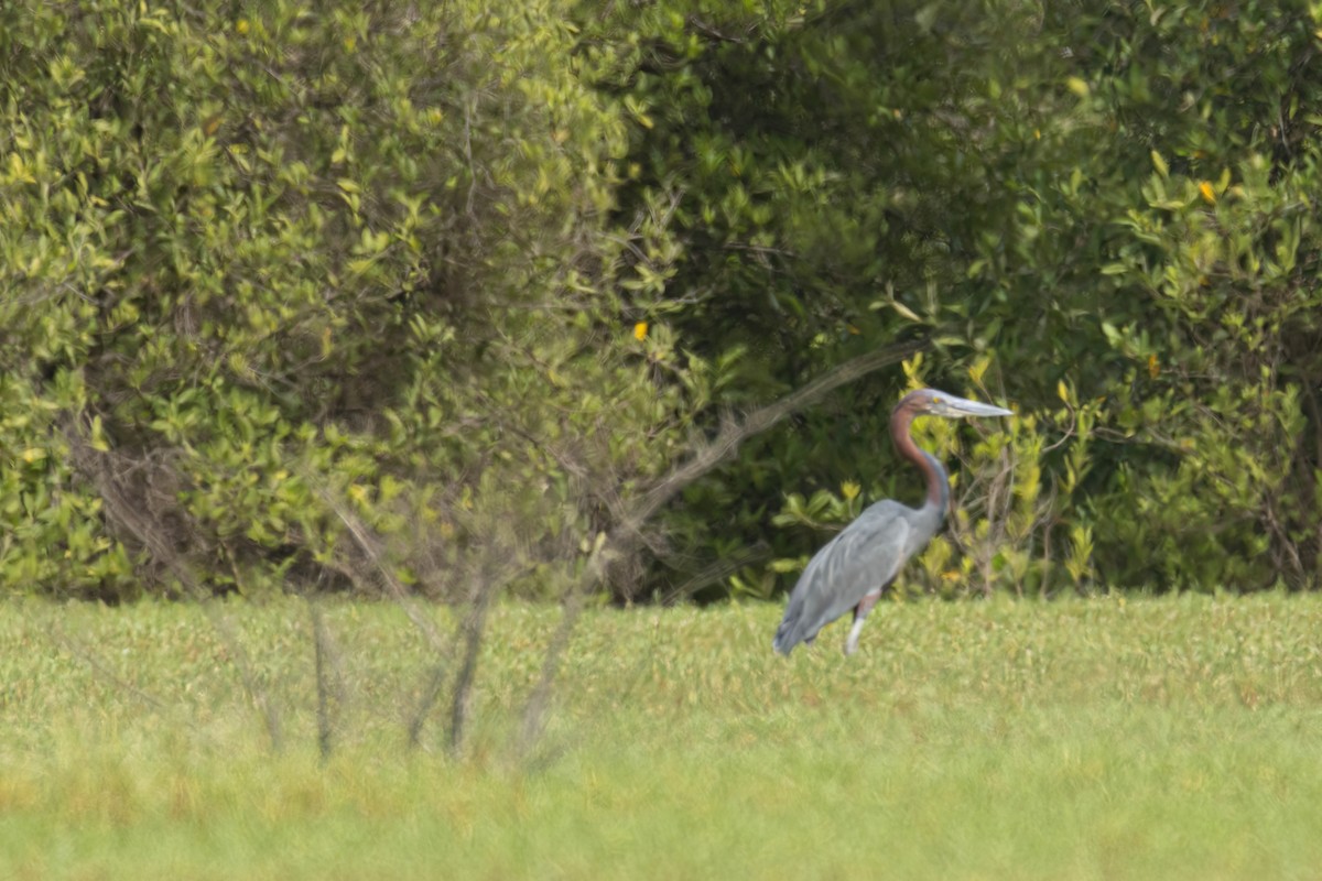 goliathegre - ML647095237