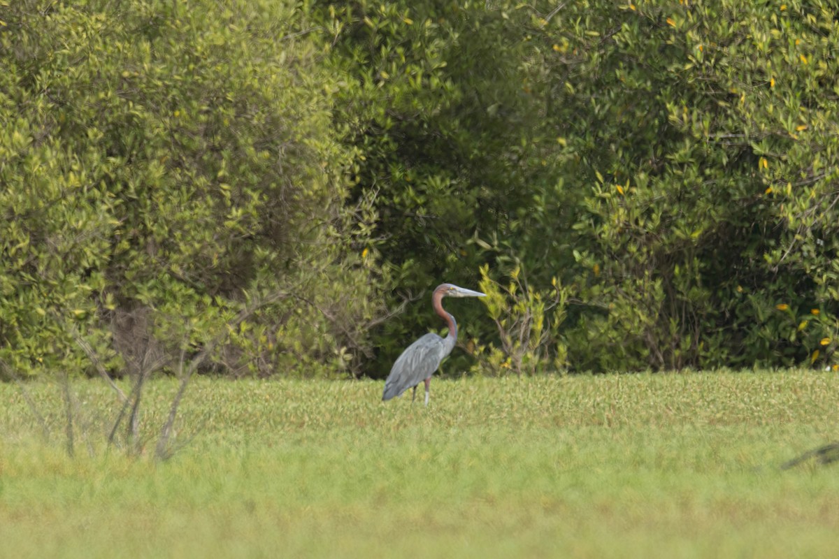 goliathegre - ML647095239