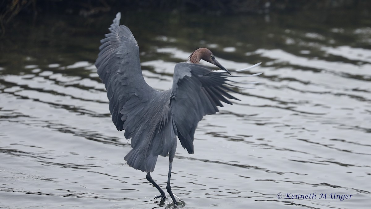 Kızılca Balıkçıl - ML647095249