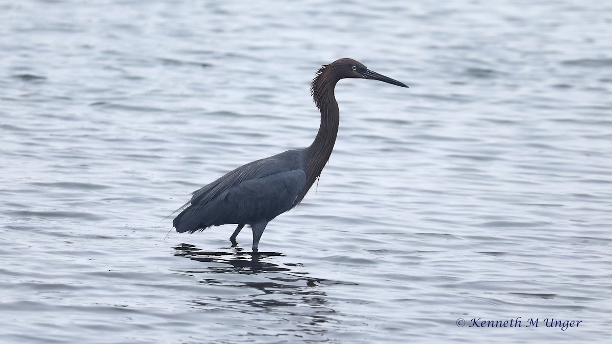 Kızılca Balıkçıl - ML647095251