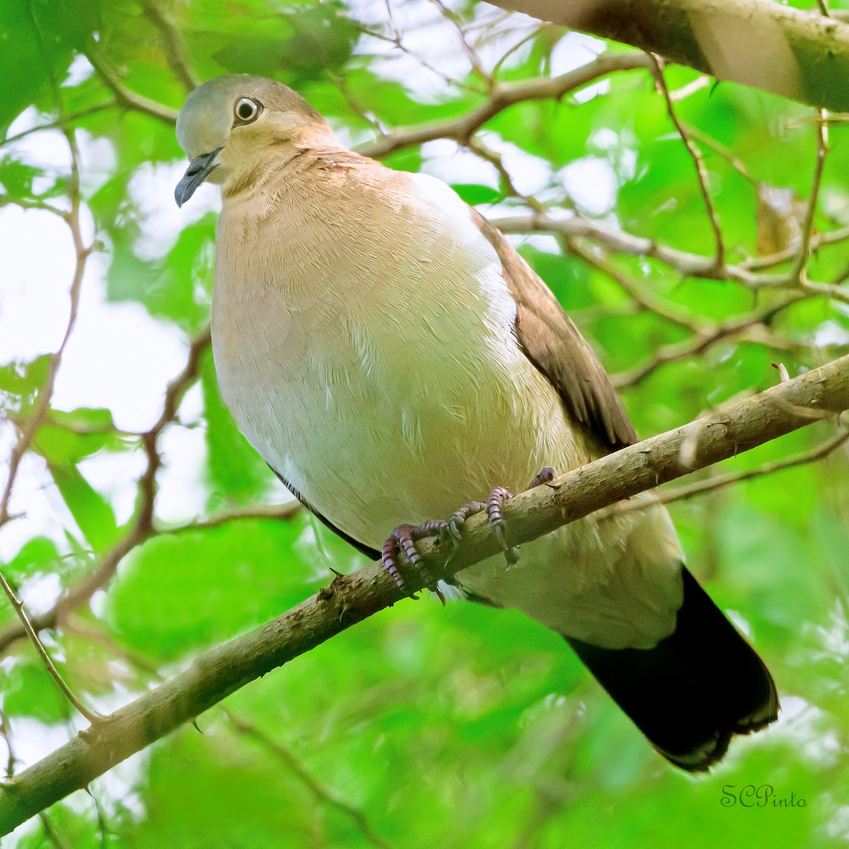 Горличка гренадська - ML647095263