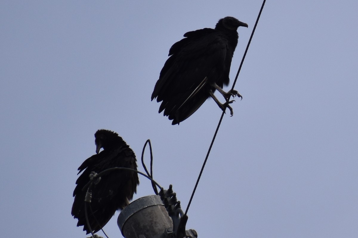 Black Vulture - ML647095264