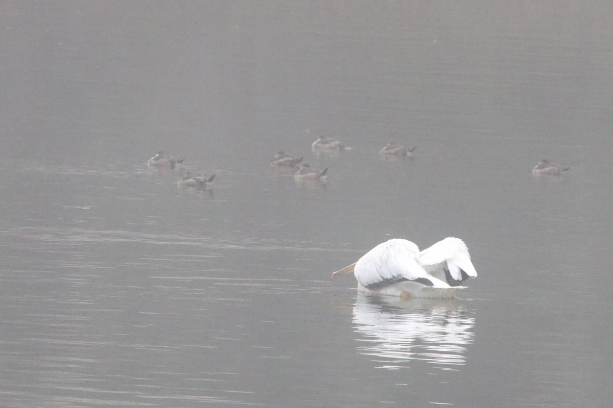American White Pelican - ML647095268
