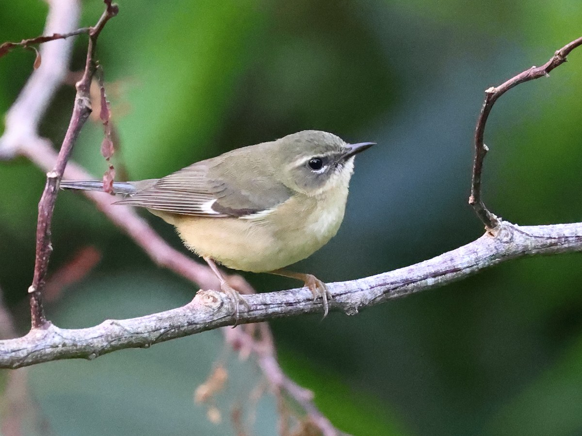 Mavi Sırtlı Ötleğen - ML647095282