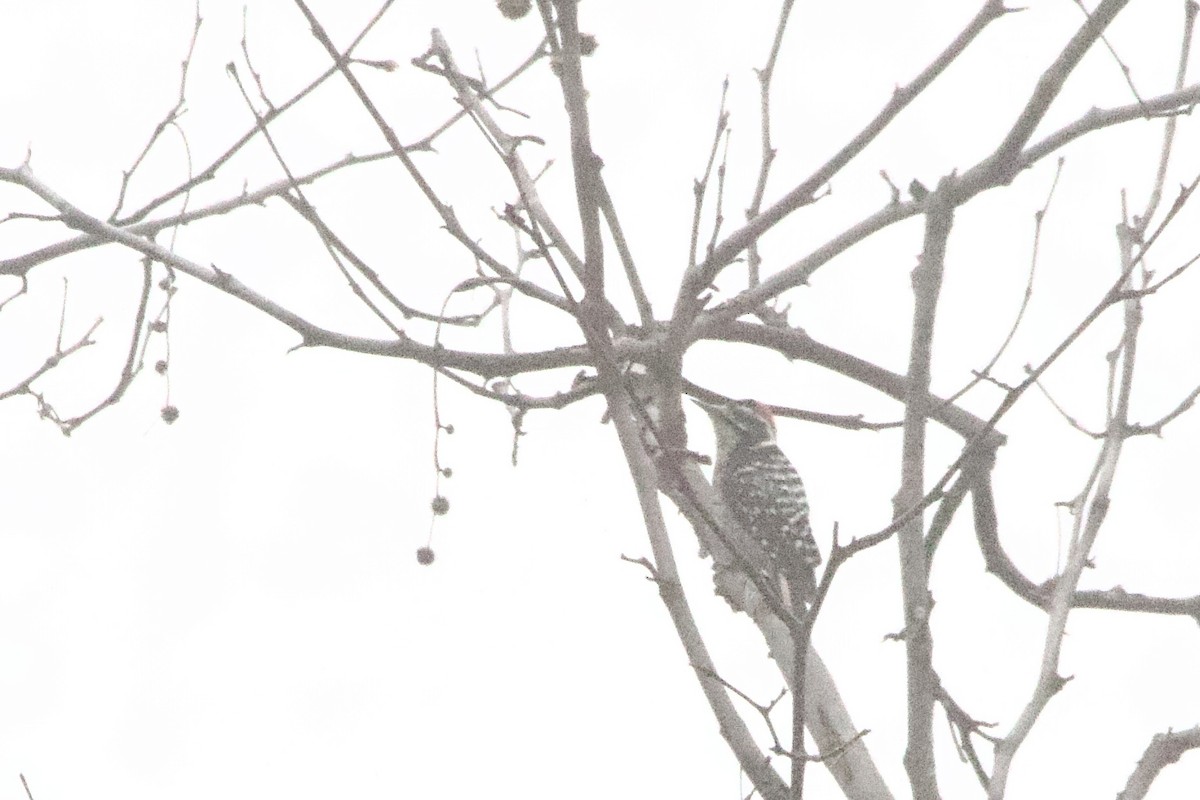 Nuttall's Woodpecker - ML647095283