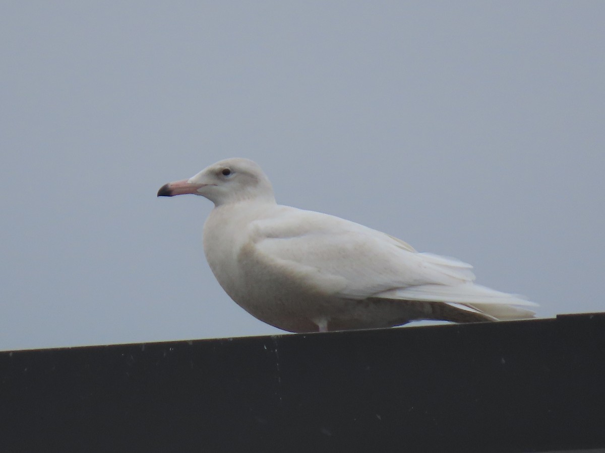 Gavión Hiperbóreo - ML647095307