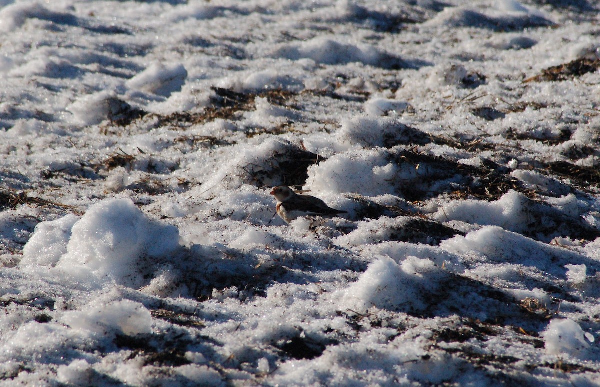 גיבתון שלג - ML647095314