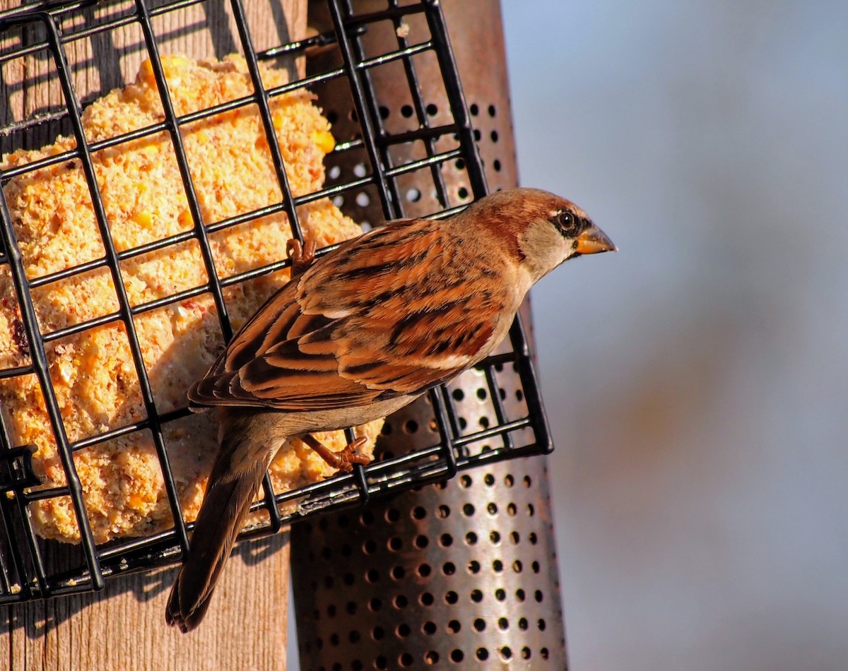 Etxe-txolarrea - ML647095315