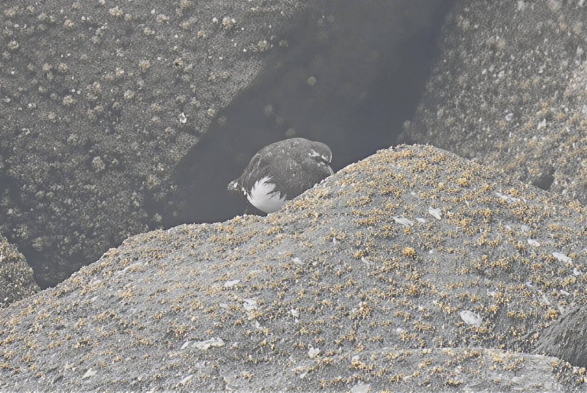 Black Turnstone - ML647095317