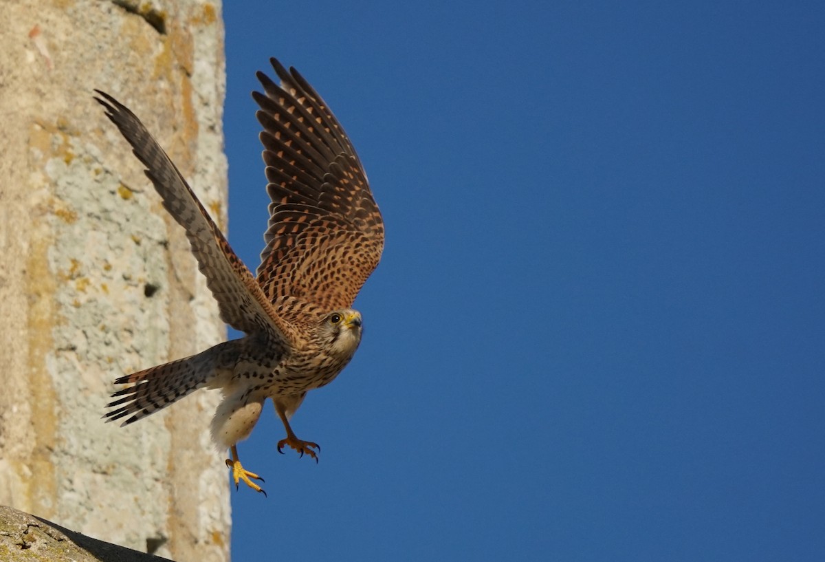 poštolka obecná - ML647095318